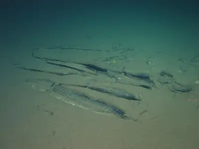Submersible Ride Reveals Vast Whale Graveyard with More Than Just Bones