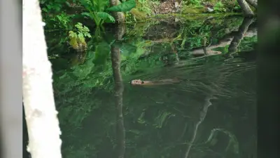 Surrey Resident Cleans Up Garbage to Protect Local Beaver