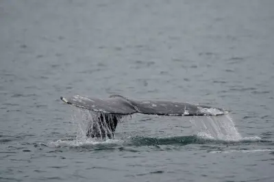 Three More Grey Whales Found Dead on B.C. Coast in June