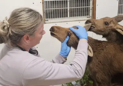 Three orphaned moose calves rescued at Muskoka wildlife sanctuary