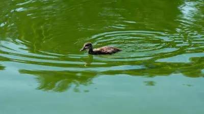 Trump's $14M Lincoln Memorial Pool Makeover Already Green with Algae