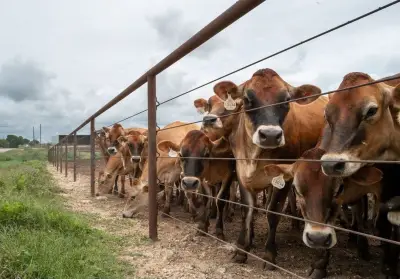 Two New Deadly Screwworm Cases Detected in U.S. Cattle and Dog