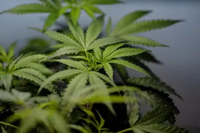 US Supreme Court sides with Texas man: pot users can own guns