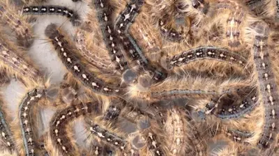 Winnipeg Prepares to Spray for Pest Caterpillars This Summer
