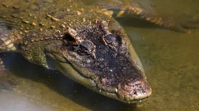 Zookeeper Jumps Into Crocodile Pen to Save Toddler from Attacker