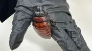 100,000+ illegal cockroaches seized in Australia's largest exotic invertebrate bust