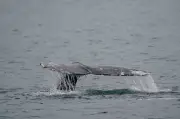 10th Dead Grey Whale Found on B.C. Coast This Year