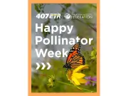 407 ETR Invests $2M in Pollinator Habitat with Canadian Wildlife Federation