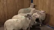 Agriculture Students Learn Sheep Farming at REACH Centre in Clinton