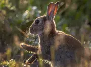 Alberta Man Gets 8 Years for 'Inconceivable' Rabbit Killings
