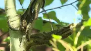 Alberta Sees Cyclical Outbreak of Tent Caterpillars