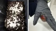 Australia Seizes 100,000 Cockroaches in Major Bug-Breeding Bust