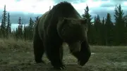 Banff's Legendary Grizzly 'The Boss' Sheds Tracking Collar