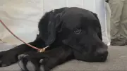 BC & Alberta Guide Dogs Open First-of-Its-Kind Facility in Delta