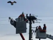B.C. Hydro Relocates Osprey Nests from Power Poles to Prevent Hazards