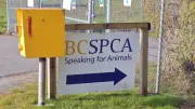 B.C. SPCA workers vote overwhelmingly in favour of strike action