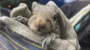 B.C. Woman's Squirrel Discovery Leads to Heartwarming Reunion