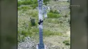 Bear cub climbs ski lift pole in Whistler, B.C. caught on video
