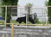 Bear Injures 4 in Japan Residential Area as Annual Attacks Rise