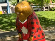 Beaver Scavenger Hunt Invades Toronto's Old Town During World Cup