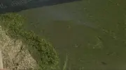 Blue-Green Algae Warning Issued for Alberta's Lac Ste. Anne