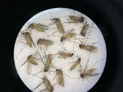 Calgary Mosquito Season Prep: What to Know After Rain
