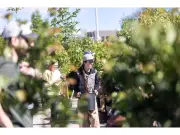 Calgary Tree Giveaway Aims to Boost Urban Canopy