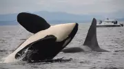 Canada Invests $258M to Expand Whale Protections Off B.C. Coast