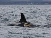 Canada May Weaken Species at Risk Act, Threatening Killer Whales