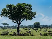 Canadian Tourist Killed in Accidental Shooting at South African National Park