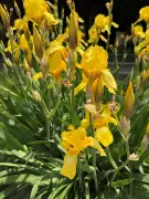 City Gardener: The Goddess of the Rainbow Returns with Irises in Full Bloom