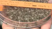 Cool Calgary weather reduces mosquitoes now, but officials warn of summer surge