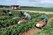 Cool Spring Brings Late, Sweeter Strawberries to Quebec Growers