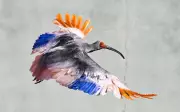 Crested Ibises Released in Japan Decades After Extinction