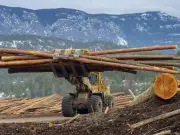 CUSMA Review: B.C.'s Best Chance to Resolve Softwood Lumber Dispute
