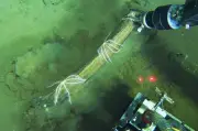 Deep-Sea Whale Graveyard Discovered Teeming with Life