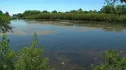 Diesel Spill in Etobicoke's Mimico Creek Prompts Cleanup by City and Ministry
