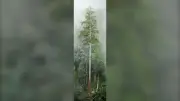 East Asia's Tallest Tree 'Heaven Sword' Stands as Environmental Guardian at 84.1 Meters