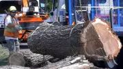 Edmonton Urges Campers to Discard Firewood to Stop Dutch Elm Disease Spread