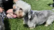 Endangered Dandie Dinmont Terriers Parade in Edmonton Park