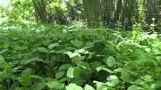 Escaped Garden Plants Threaten London's Environmentally Significant Areas