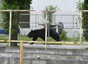 'Extremely Intelligent' Bear Wounds Four in Japan, Eludes Capture