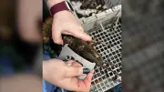 Fishery Officers Release Lobsters After Four Arrests in Nova Scotia
