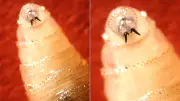 Flesh-Eating Screwworm Quarantine in Texas: What You Need to Know