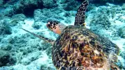 Global DNA Database to Combat Illegal Sea Turtle Trade