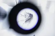 Google Plans to Release Millions of Lab-Grown Mosquitoes to Fight Disease