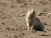 Gophers Blamed for Changes in Canada's Pesticide Laws