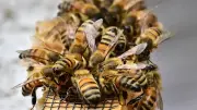 Honeybee Fever: Specialized Workers Heat Up to Build Queen's Home