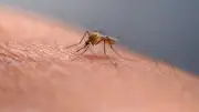 How Risky Is a Mosquito Bite in Canada? West Nile Virus Summer Guide