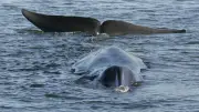 Iceland resuming commercial whaling kills first whales since 2023